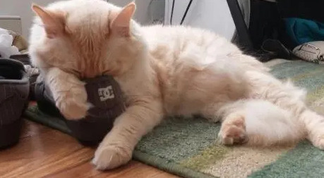 猫用头蹭鞋