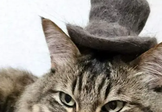 铲屎官收集猫咪掉的毛，做成一顶猫毛帽子，小猫咪瞬间变绅士