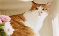 如何知道猫有没有发烧