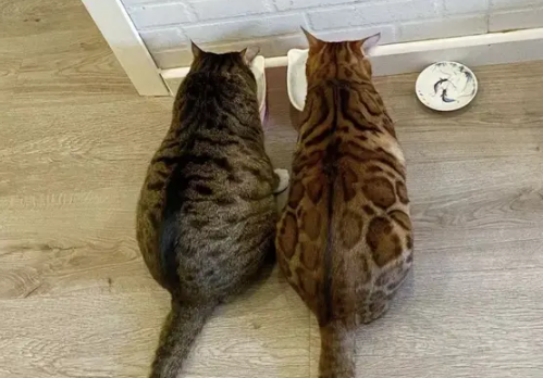 网友零元购流浪猫,2只猫咪除了皮肤不一样,啥都一样 网友零元购流浪猫,2只猫咪除了皮肤不一样,啥都一样