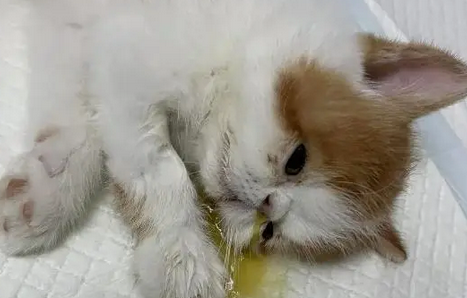 碰了猫瘟的人怎么消毒 碰了猫瘟的人怎么消毒