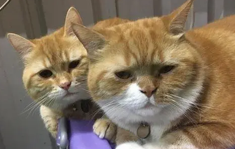 听见两只猫跟孩子哭一样 听见两只猫跟孩子哭一样