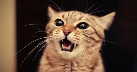 猫以前都不叫突然晚上一直叫