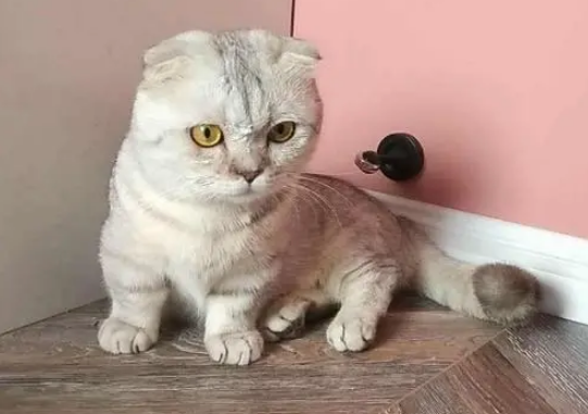 猫在我鞋上蹭来蹭去