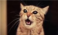 猫以前都不叫突然晚上一直叫