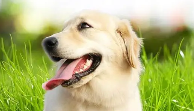 狗毛打结成硬疙瘩怎么处理 狗毛打结成硬疙瘩怎么处理