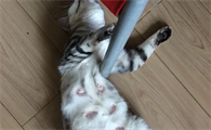 母猫闹猫第几天最严重