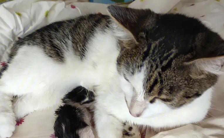 母猫第一次生产会自己生吗 母猫第一次生产会自己生吗