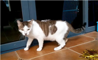 穷人养猫给猫吃什么
