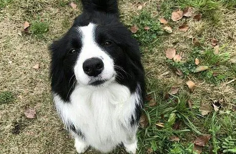 十大聪明名犬第一名