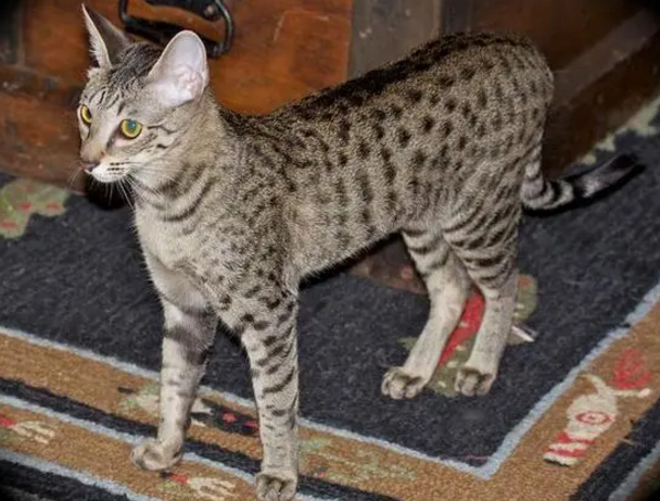 F1豹猫和F1萨凡纳猫那个野性厉害 F1豹猫和F1萨凡纳猫那个野性厉害