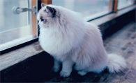 猫在窗子跟前叫预示着什么
