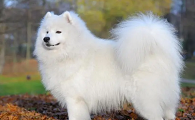 小型爱斯基摩犬图片大全