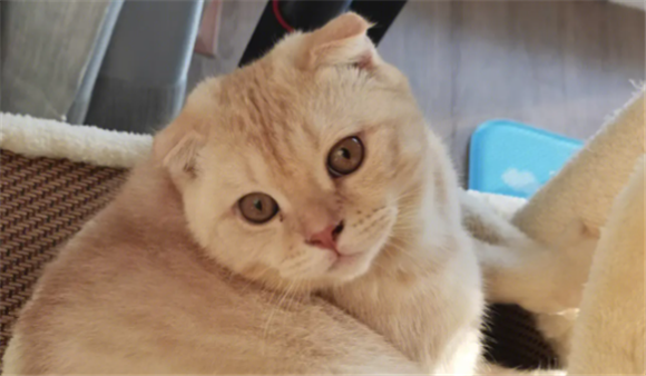 喜欢猫和喜欢狗的人的区别