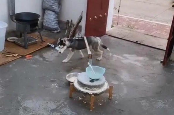 锻炼宠物新方法,主人将哈士奇变身“哈士驴” 锻炼宠物新方法,主人将哈士奇变身“哈士驴”