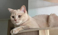 三个月以内小猫有狂犬病吗