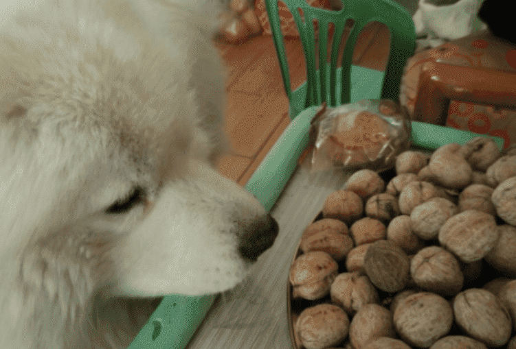 狗能吃核桃吗 狗能吃核桃吗