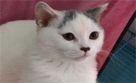 猫怎么看几个月