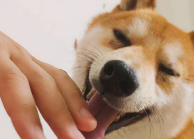 狗舔人的手是什么意思