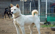 珍岛犬和丰山犬区别,珍岛犬好养吗?