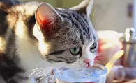 猫中暑能自己恢复么