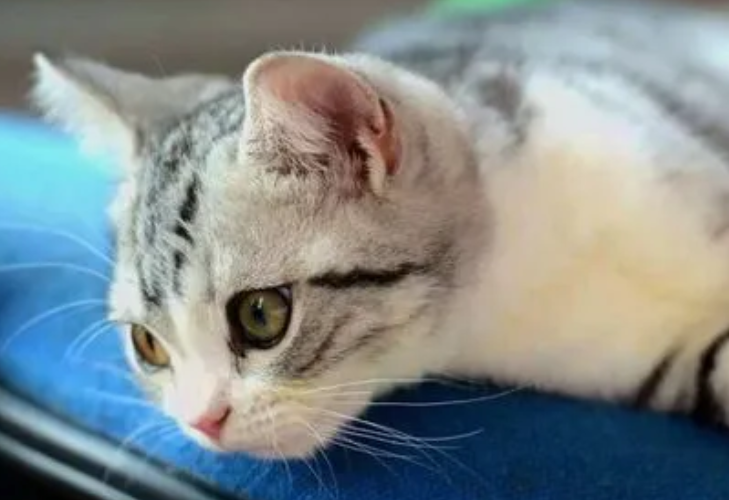 猫咪双腿残疾、主人不离不弃、因此猫咪做了这件事回报主人 猫咪双腿残疾、主人不离不弃、因此猫咪做了这件事回报主人