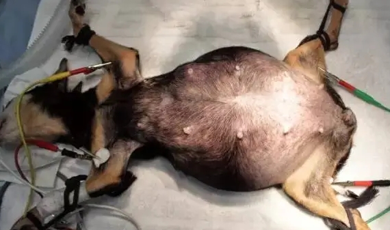 如何判断狗狗子宫蓄脓图片 如何判断狗狗子宫蓄脓图片