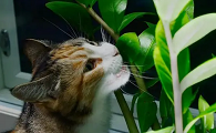 猫最怕什么植物和花草