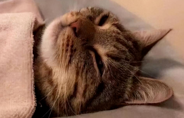 养猫多年才明白：猫咪睡在这，暗示你“地位很低”！