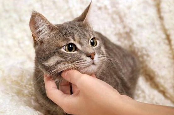 母猫发情期时怎么办 母猫发情期时怎么办