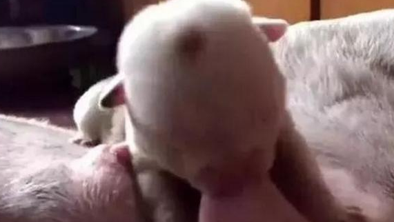 小奶狗喝奶一顿乱撕咬,狗妈妈一动不动生怕影响孩子喝奶! 小奶狗喝奶一顿乱撕咬,狗妈妈一动不动生怕影响孩子喝奶!