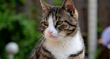 哪种猫便宜又好养 哪种猫便宜又好养