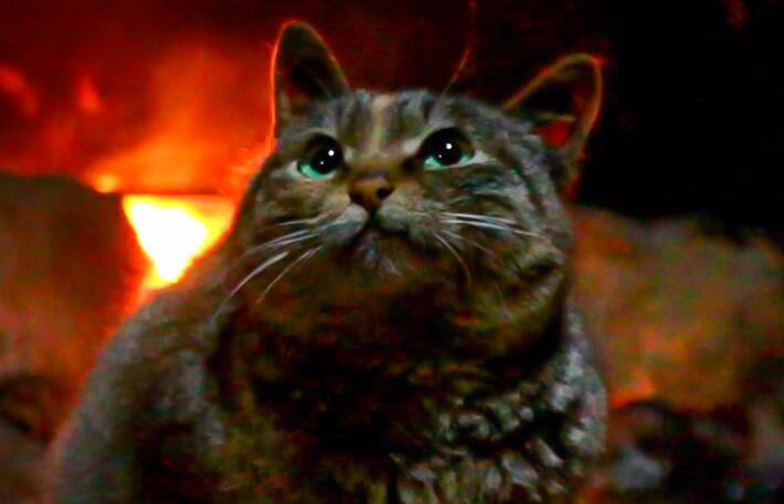 猫真的会被鞭炮吓死吗 猫真的会被鞭炮吓死吗
