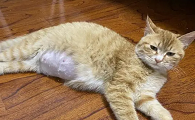 母猫生过一个半月一直叫