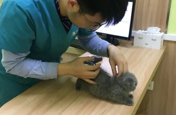 小马宠物医院下载要钱吗