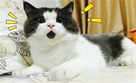 小猫英文