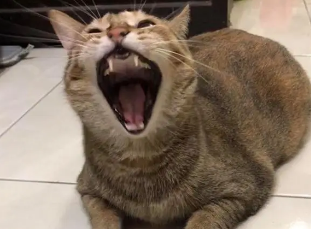 奶奶不在家,猫咪用爪子吃饭,一听到“奶奶”两个字立马变乖 奶奶不在家,猫咪用爪子吃饭,一听到“奶奶”两个字立马变乖