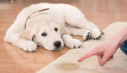 狗一年来几次月经? 狗一年来几次月经?