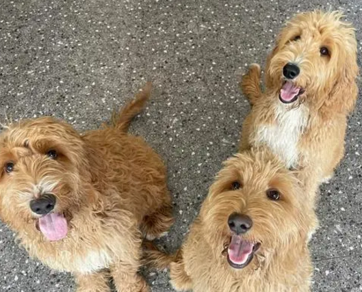 金贵犬多少钱一只幼崽 金贵犬多少钱一只幼崽