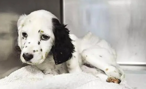 犬细小cpv检测正常范围