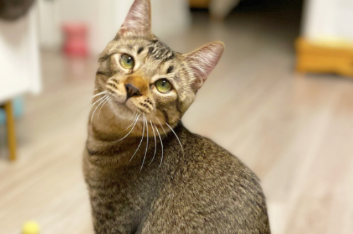 中华雀猫叫声性格-宠物网