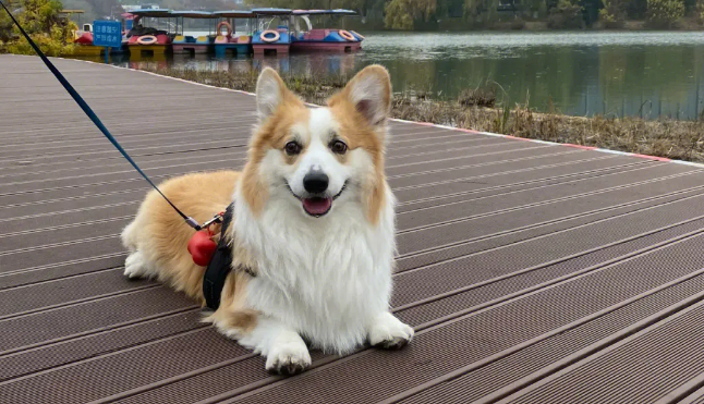 为什么母的长毛柯基很少