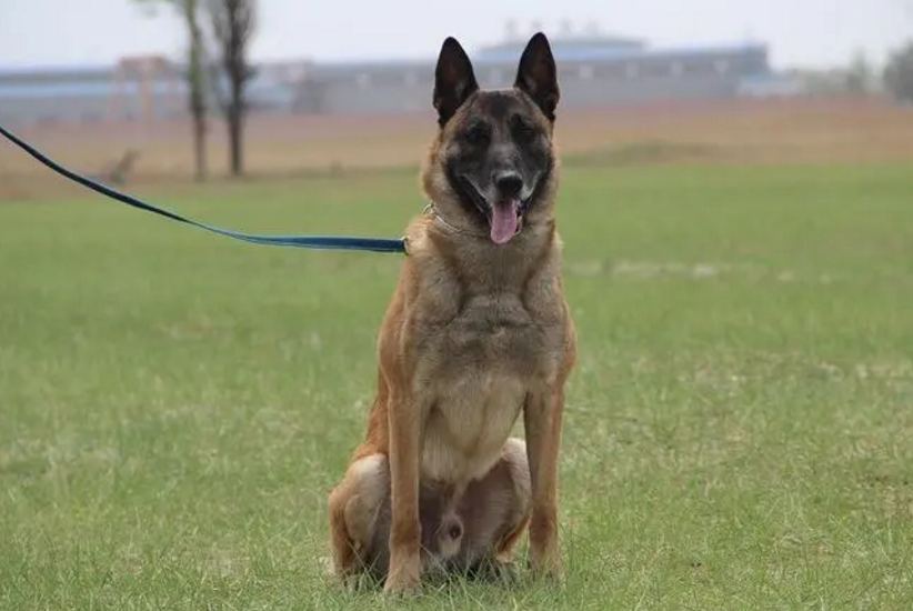 马里努阿犬是马犬吗 马里努阿犬是马犬吗