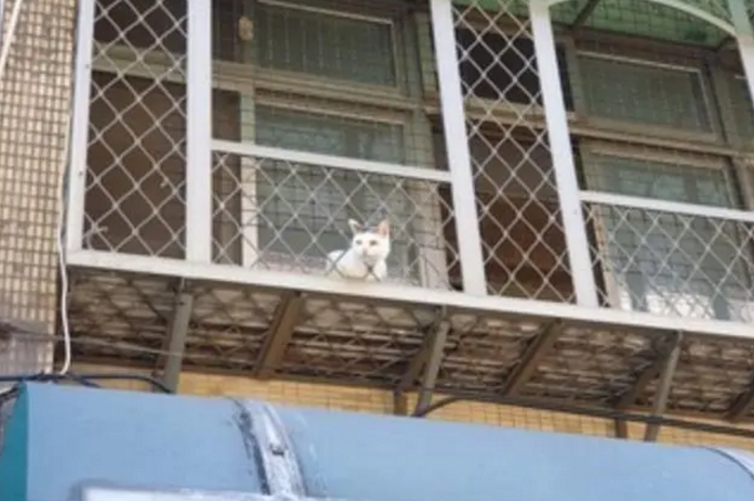 窗户上有颗“猫头”,网友刚想骂主人不负责,一看照片忍不住笑了 窗户上有颗“猫头”,网友刚想骂主人不负责,一看照片忍不住笑了
