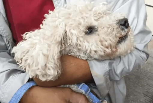 疑似走失的比熊犬,受伤之后主动登门求助,送医后才发现狗狗受伤的腿竟已长蛆 疑似走失的比熊犬,受伤之后主动登门求助,送医后才发现狗狗受伤的腿竟已长蛆