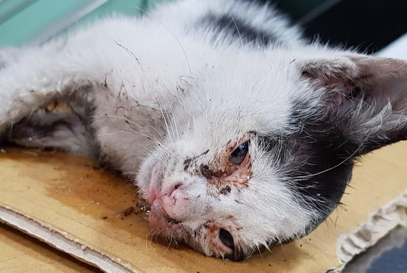 猫粘上粘鼠板的胶怎么去除 猫粘上粘鼠板的胶怎么去除