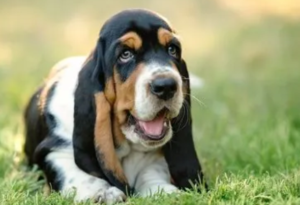 巴吉度猎犬多少钱？少的上千多的上万