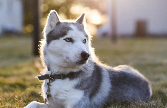 武汉宠物犬蹿上轻轨逼停列车 网友质疑管理不严 武汉宠物犬蹿上轻轨逼停列车 网友质疑管理不严