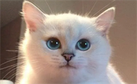 猫抑郁症的表现