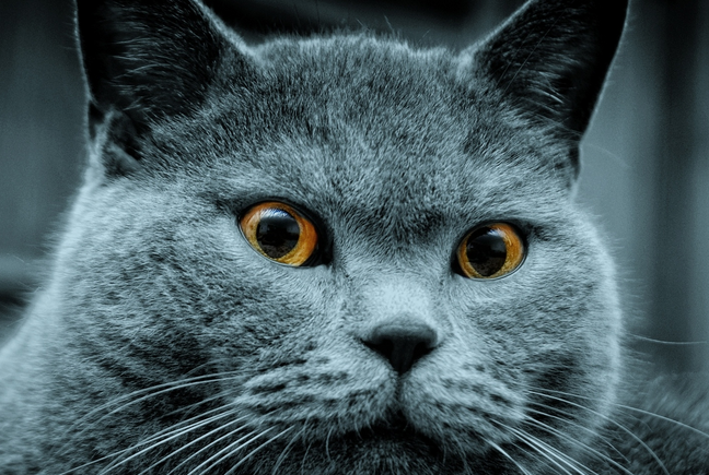 什么品种的猫长不大又好养